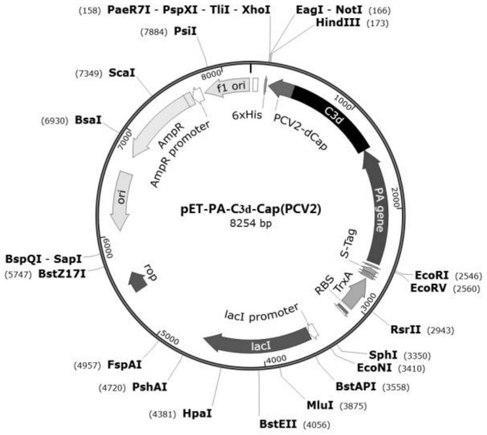 Fusion protein as well as preparation method, application, expression system and vaccine thereof