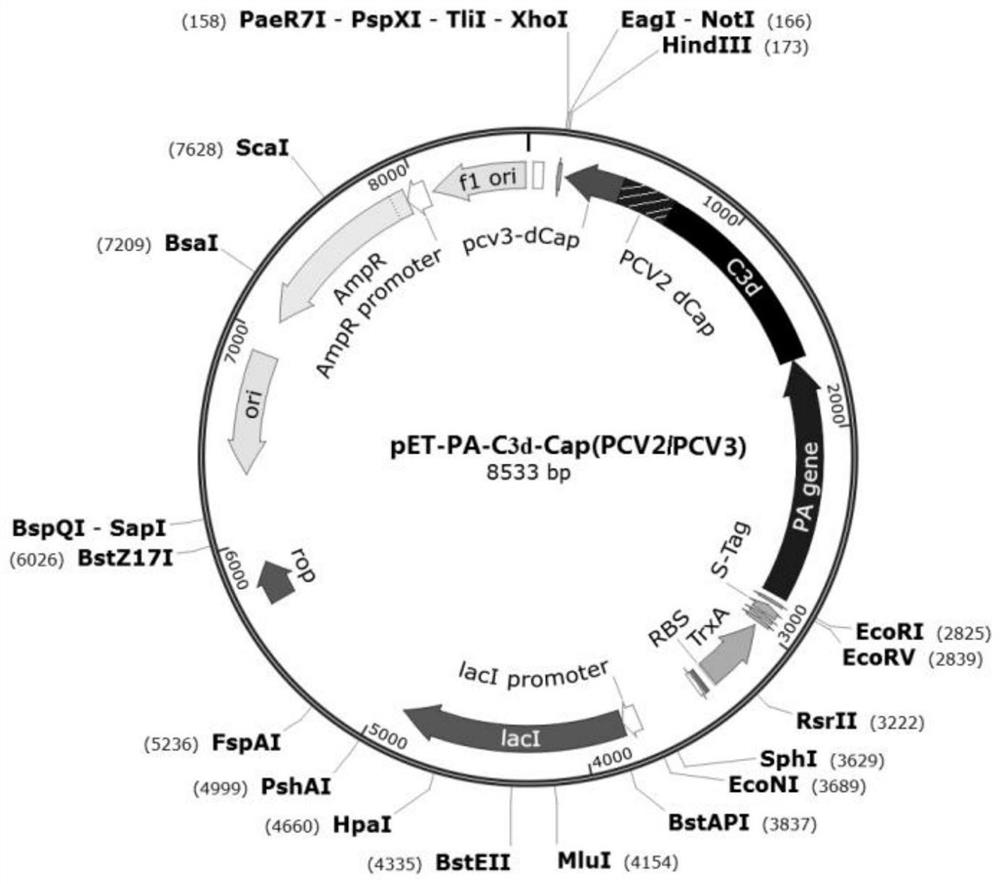 Fusion protein as well as preparation method, application, expression system and vaccine thereof