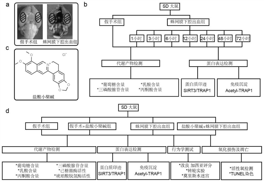 Application of berberine hydrochloride in improving early brain injury after subarachnoid hemorrhage