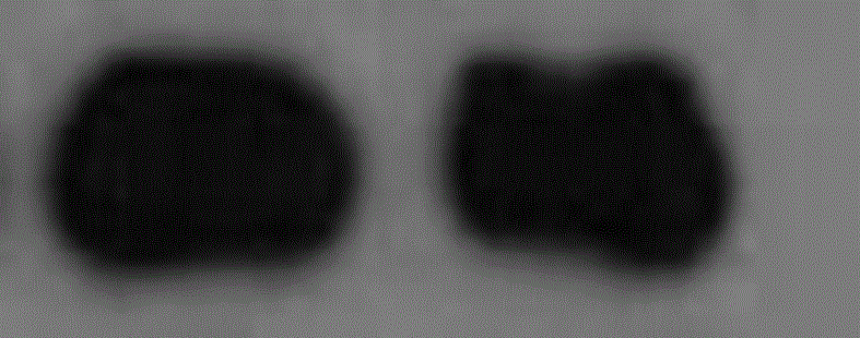 Clec9a-targeting affinity peptide WH peptide