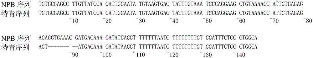 Molecular marker of rice amylose content micro-control gene AGPL1 and application