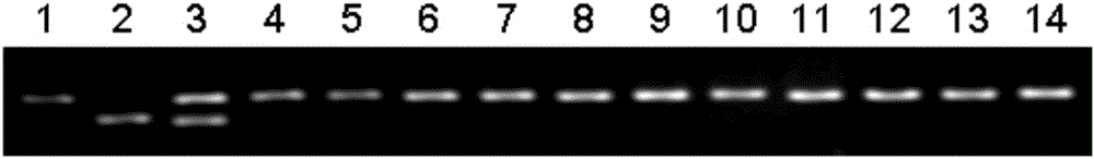 Molecular marker of rice amylose content micro-control gene AGPL1 and application