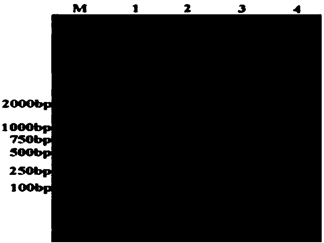 Method for separating, identifying and preliminary screening of probiotic yak-derived lactic acid bacteria