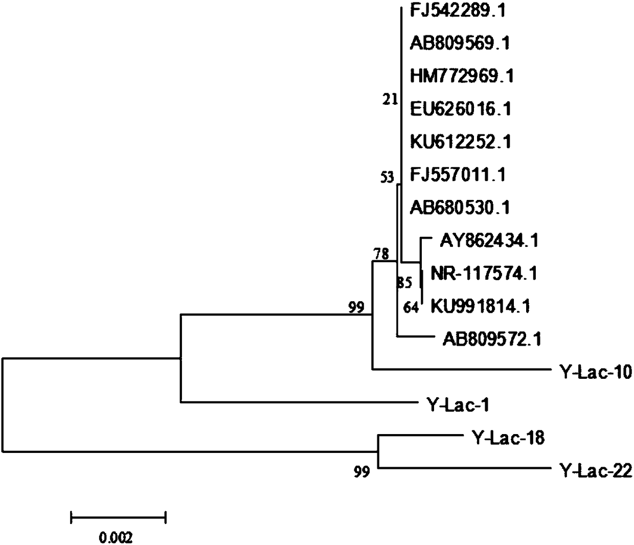 Method for separating, identifying and preliminary screening of probiotic yak-derived lactic acid bacteria