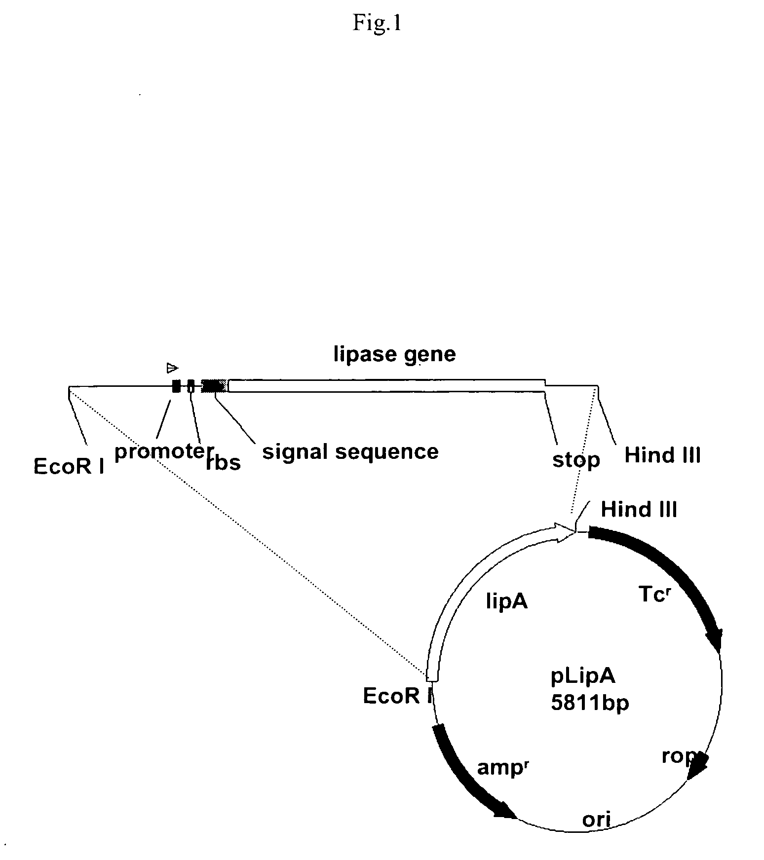 Stable gene variants of lipases