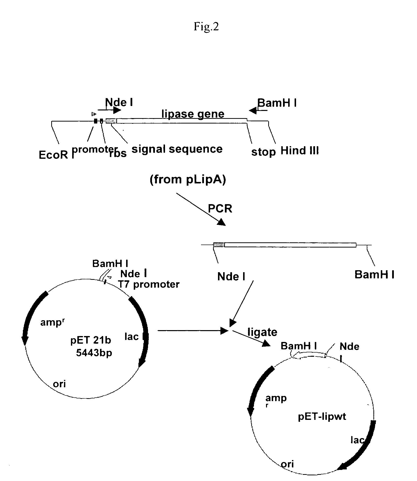 Stable gene variants of lipases