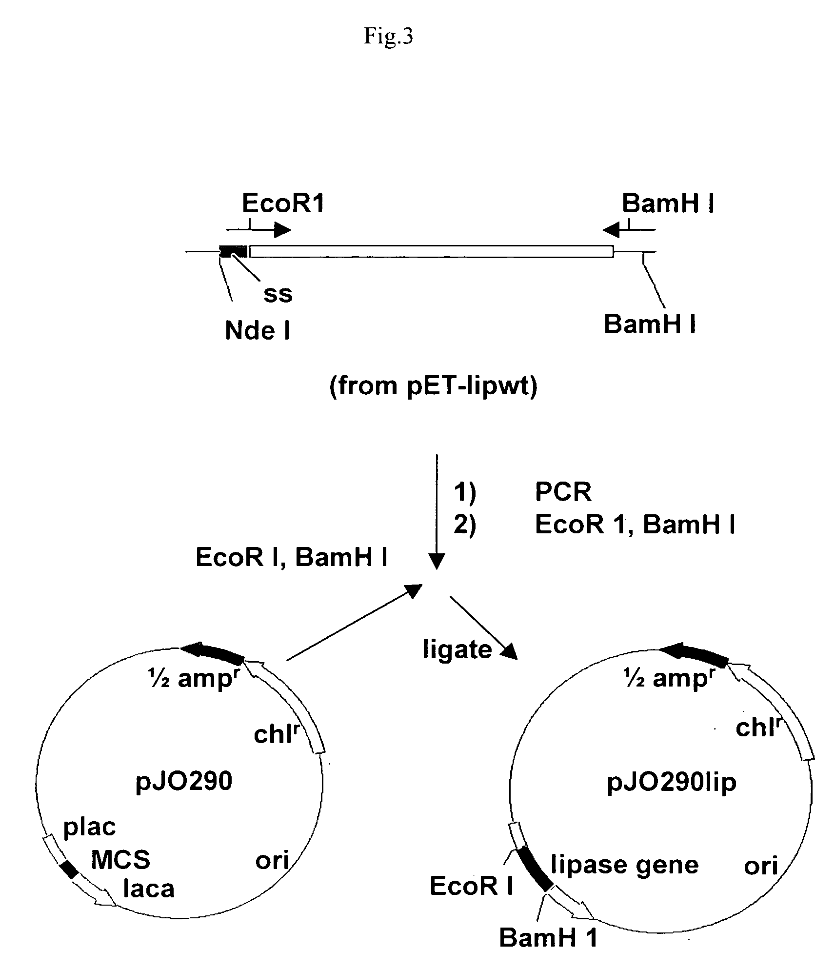 Stable gene variants of lipases