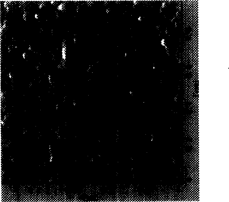 Normal temperature solidified titania sol