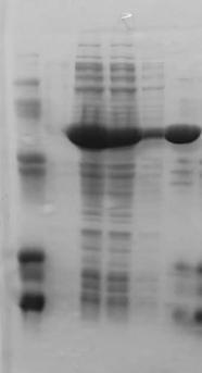 Monoamine oxidase from Aspergillus flavus and application thereof in chiral amine intermediate preparation