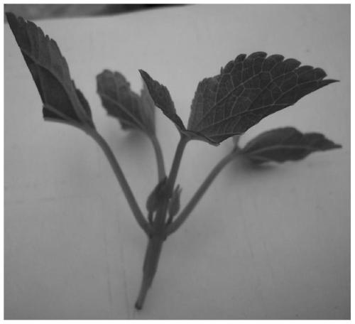 A kind of grafting method of flower plant A bunch of red