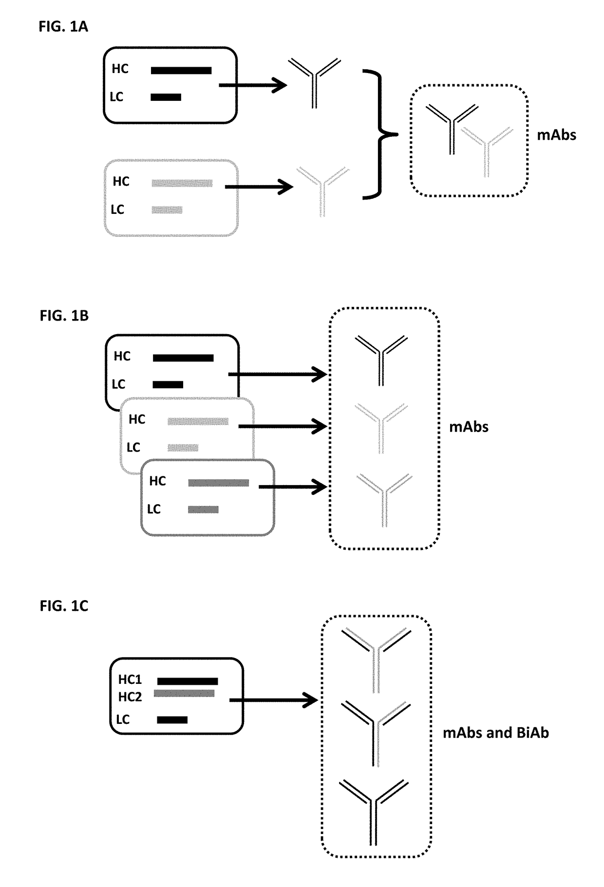 Generating multispecific antibody mixtures and methods of uses thereof