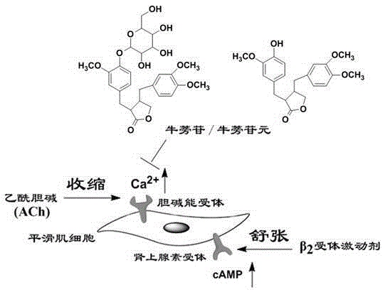 A kind of medicine for treating chronic respiratory diseases and preparation method thereof