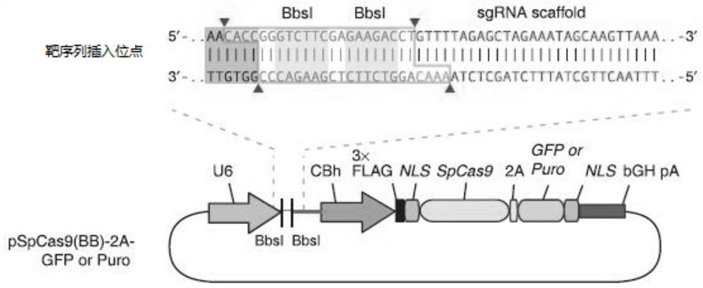 Construction method and application of sgRNA for knocking out human aldh2 gene, aldh2 gene deletion cell line