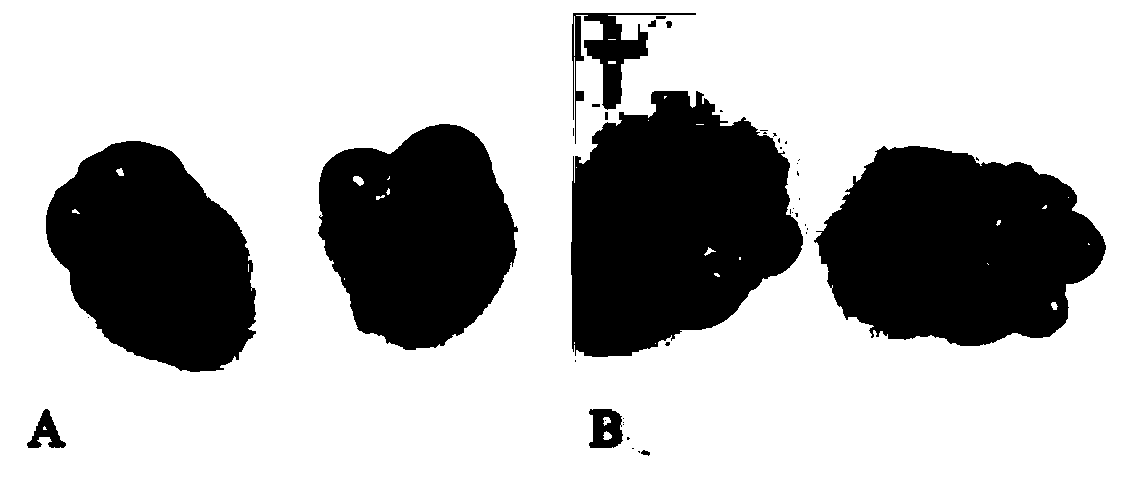 Method for optimizing fixed timed artificial insemination effects of gilts