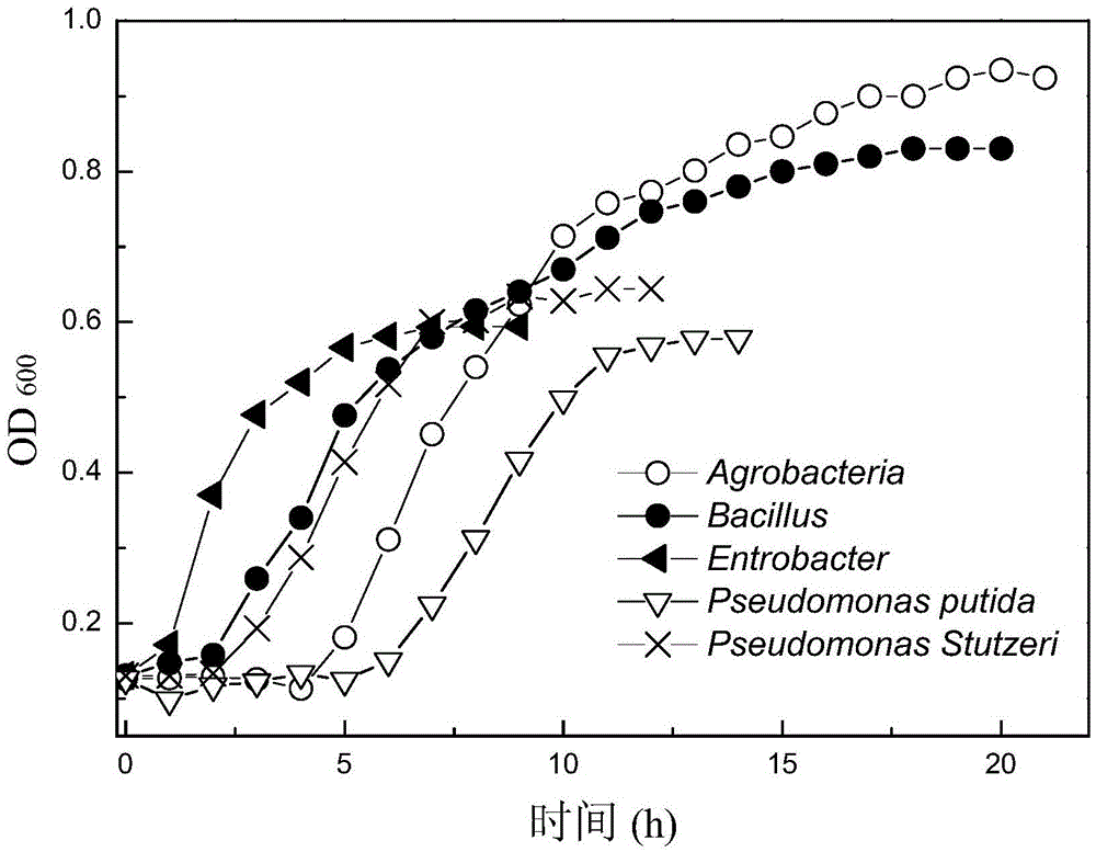 A kind of composite bacterial flora for degrading papermaking wastewater and its preparation method