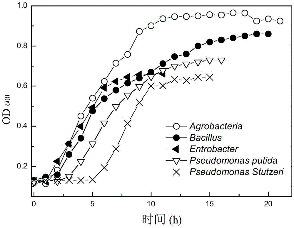 A kind of composite bacterial flora for degrading papermaking wastewater and its preparation method