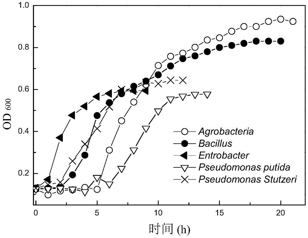 A kind of composite bacterial flora for degrading papermaking wastewater and its preparation method