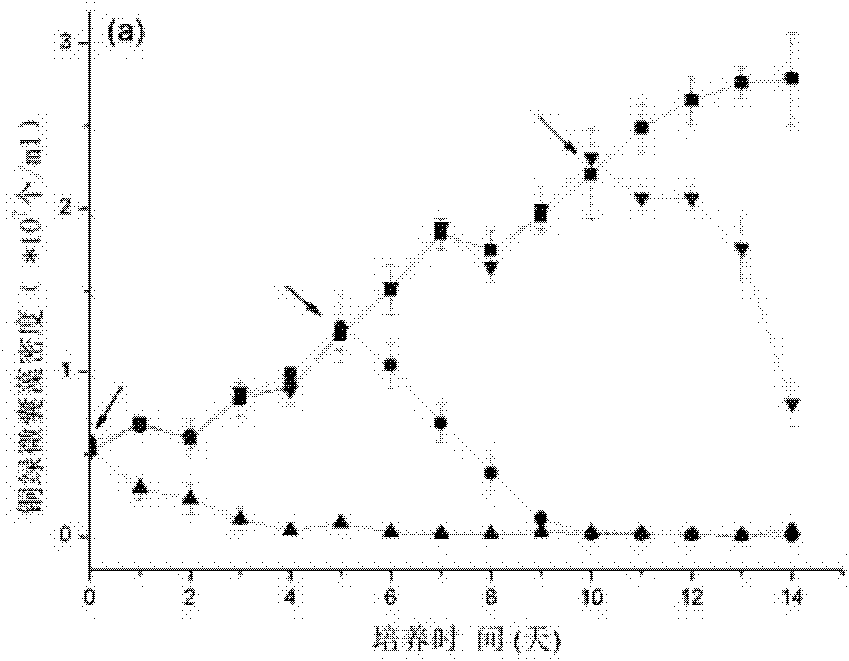 Exiguobacterium sp. with alga-lysing activity and application thereof in cyanobacterial bloom control