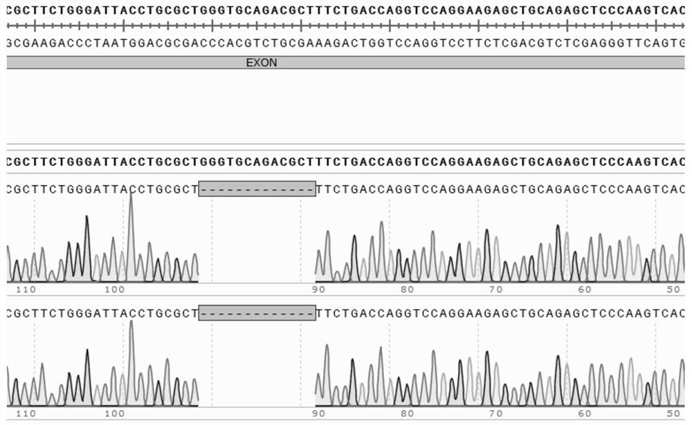 Method for constructing animal model of apoe gene knockout and short peptide thereof