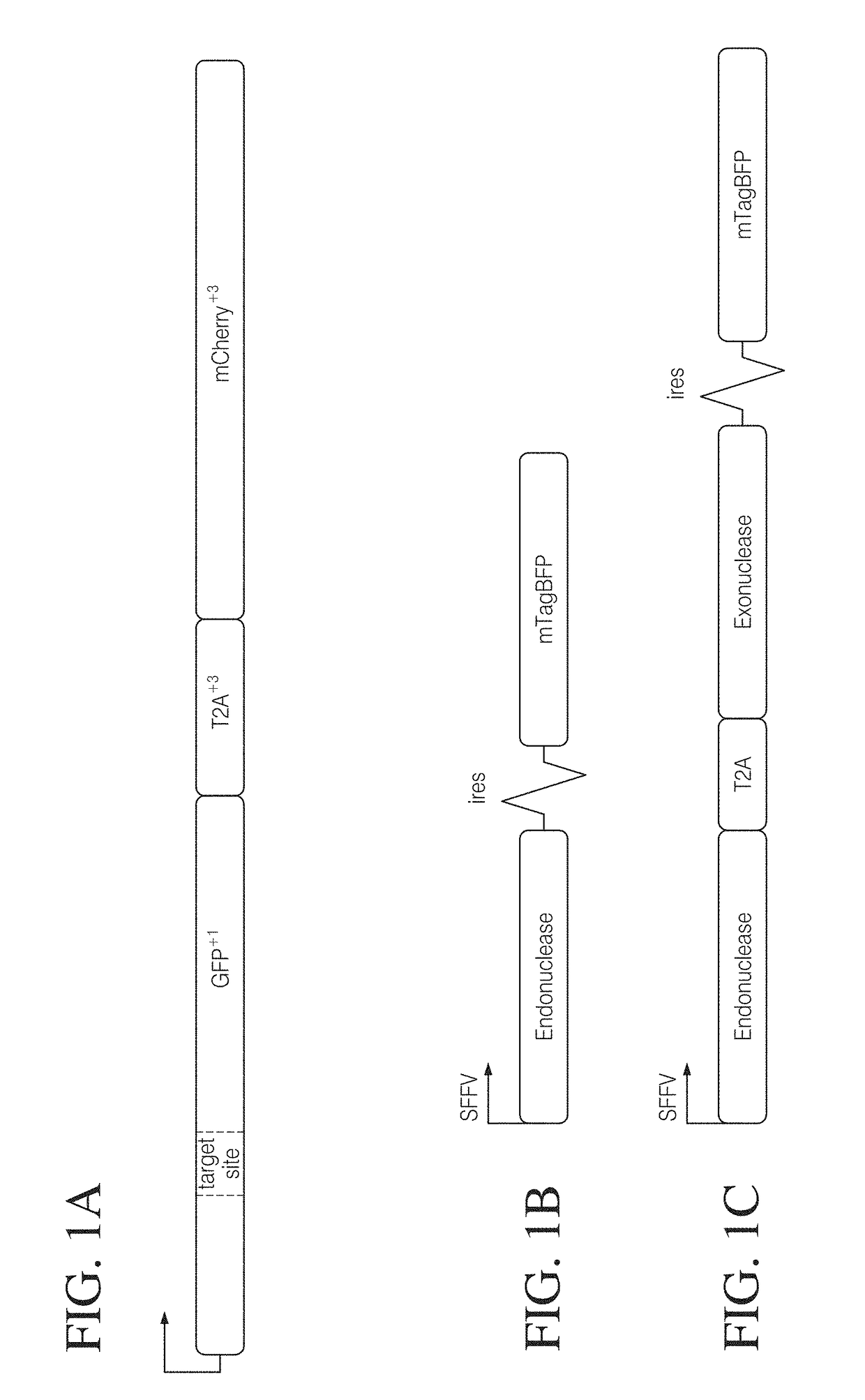 Coupling endonucleases with end-processing enzymes drives high efficiency gene disruption