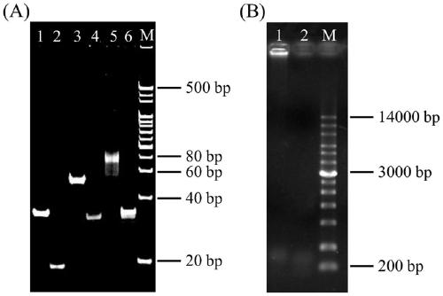 Electrochemical detection method for microRNAs based on rolling circle amplification mediated palladium nano-particles