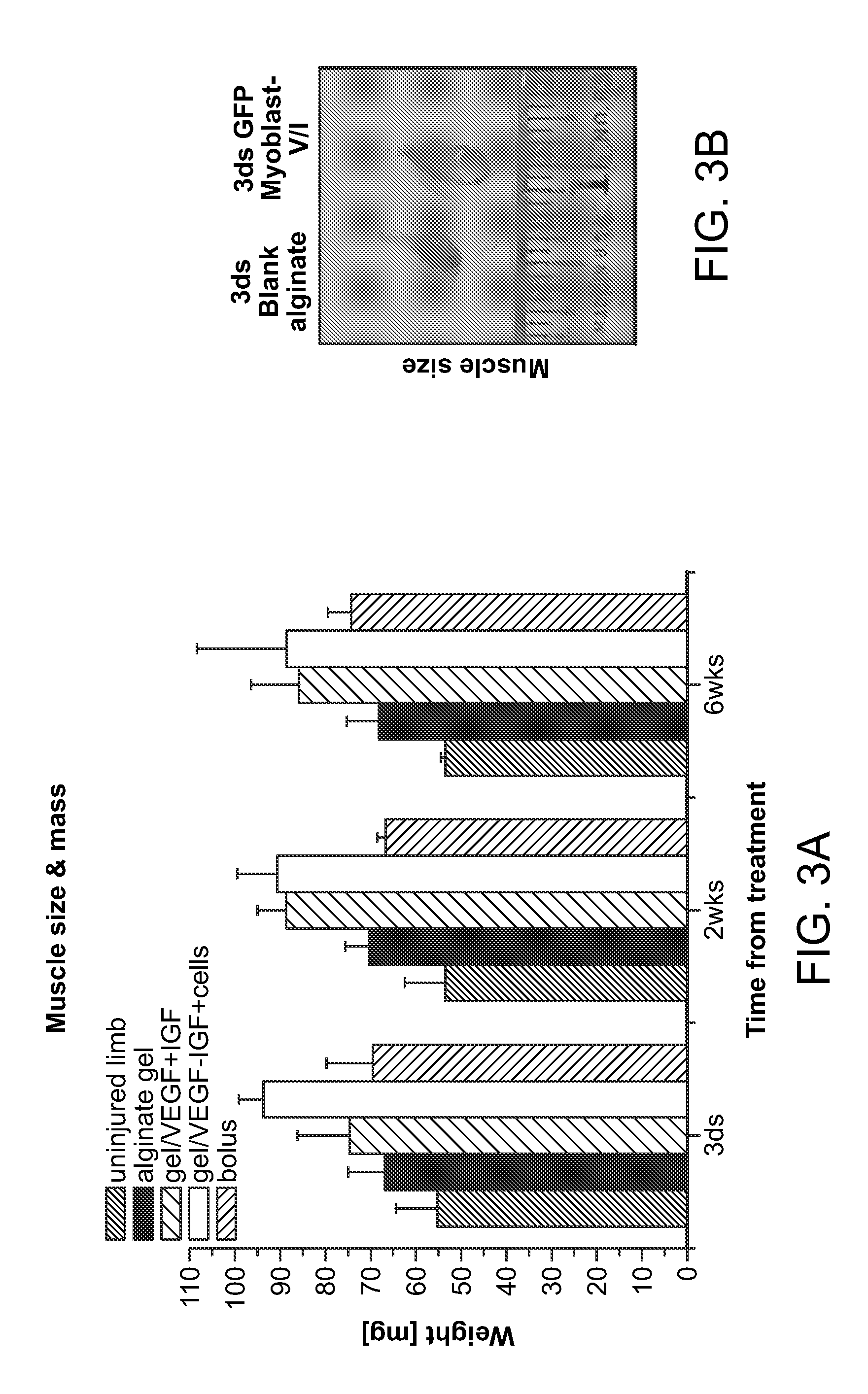 Enhancement Of Skeletal Muscle Stem Cell Engraftment By Dual Delivery Of VEGF And IGF-1