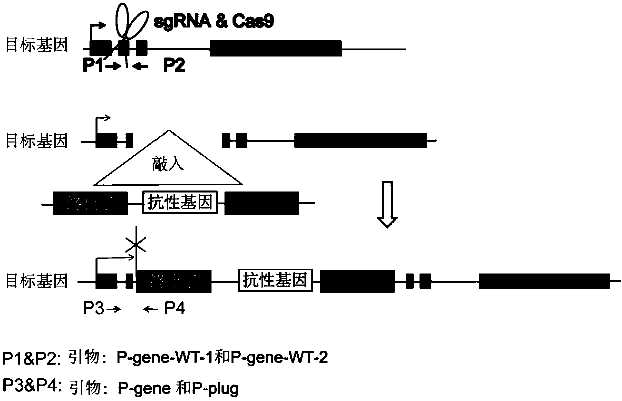 Method for knocking in terminator to achieve transcription factor knockout by using gene editing technology