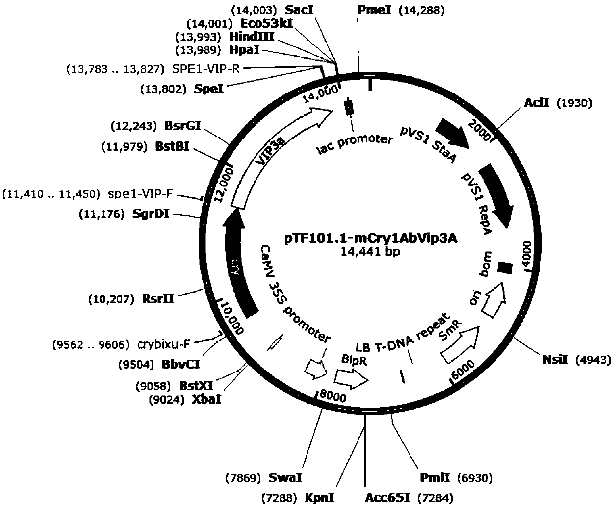 Insect-resistant fusion gene mCry1AbVip3A, and expression vector and application thereof