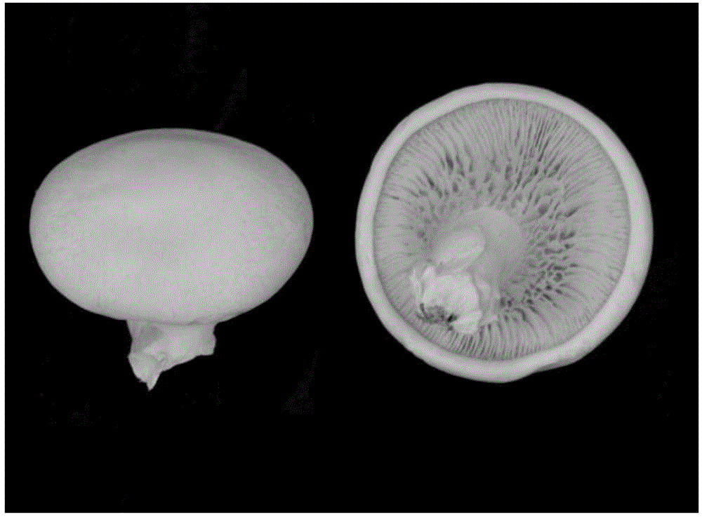 Regularly fruiting pleurotus nebrodensis and cultivation method thereof