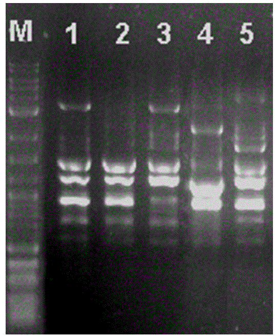 Regularly fruiting pleurotus nebrodensis and cultivation method thereof