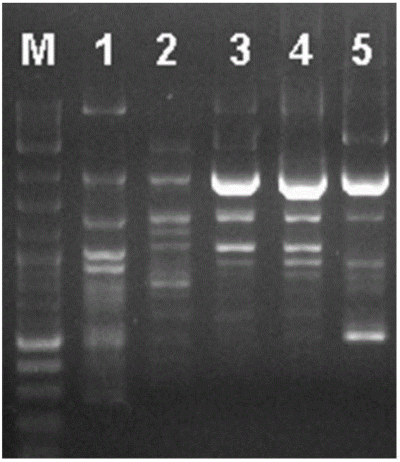 Regularly fruiting pleurotus nebrodensis and cultivation method thereof