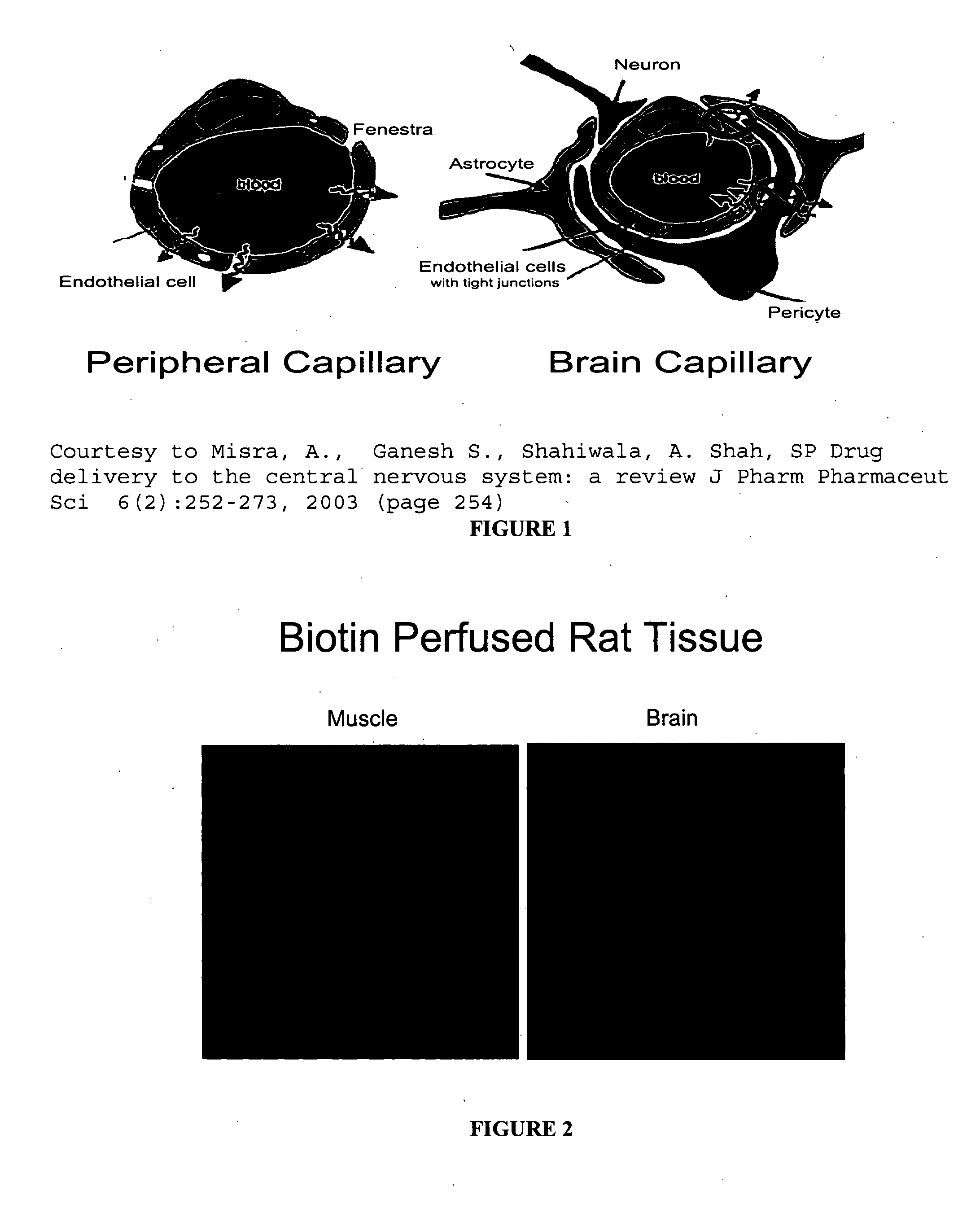 Permeability of blood-brain barrier