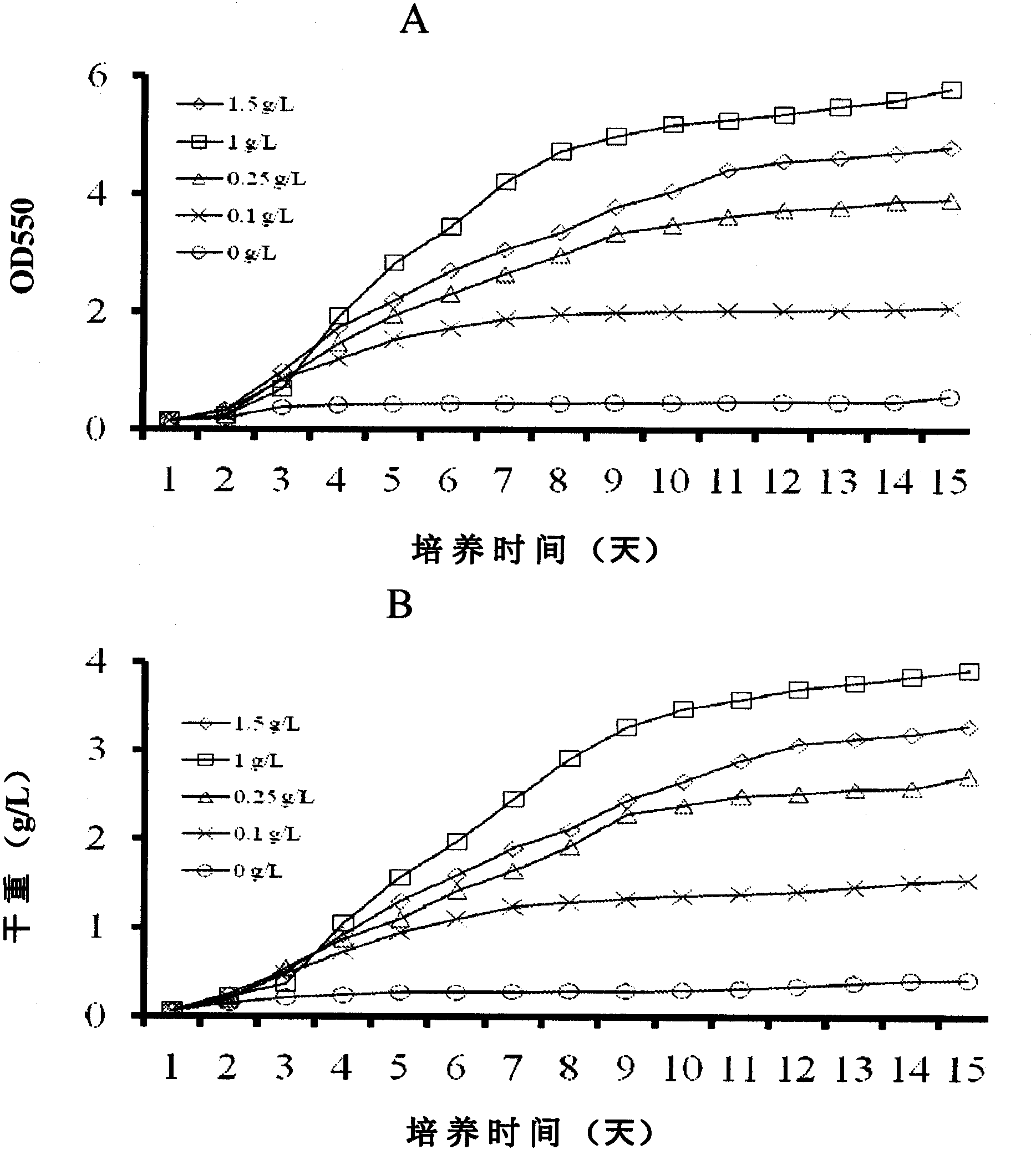 Cultivation of green algae chlorococcum pamirum for production of biofuel