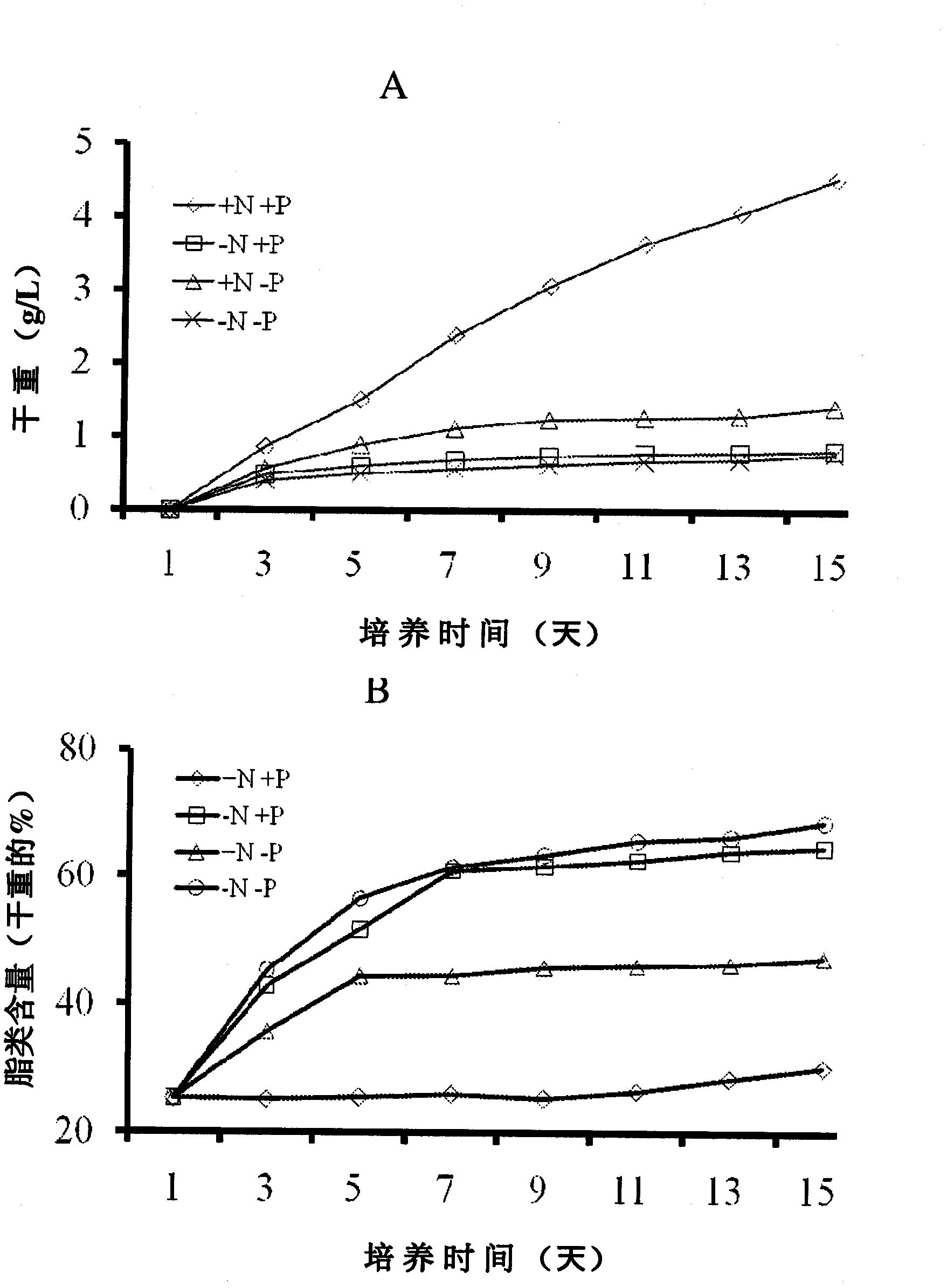 Cultivation of green algae chlorococcum pamirum for production of biofuel