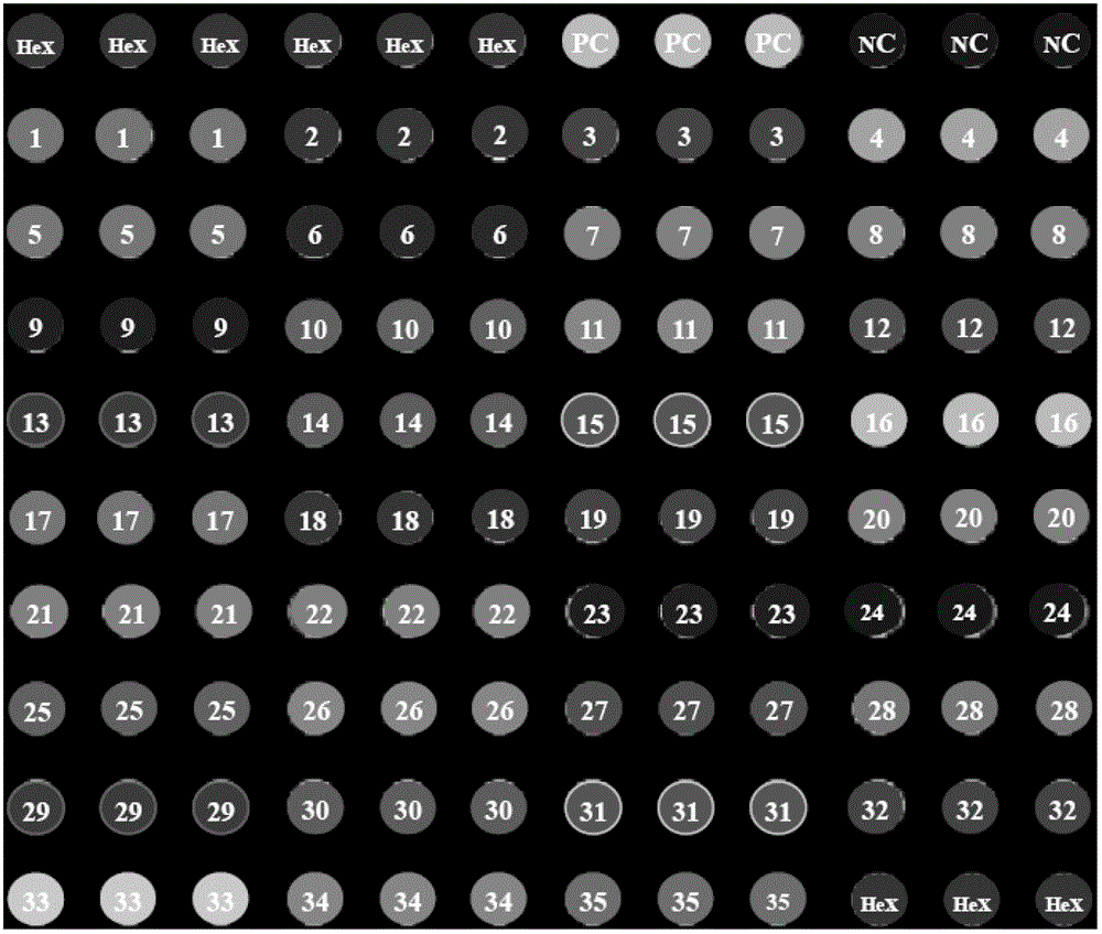 Chip for screening apscaviroid viroid and application of chip