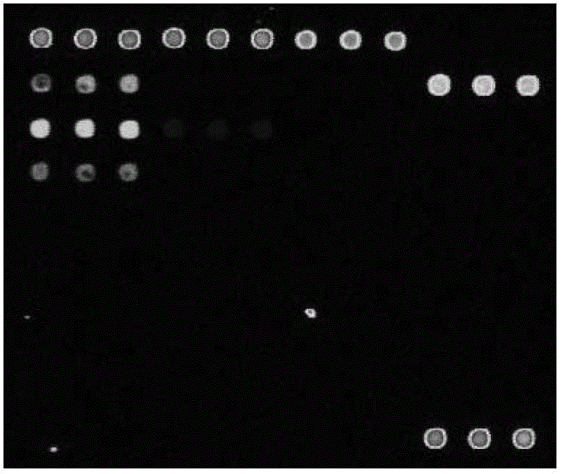 Chip for screening apscaviroid viroid and application of chip