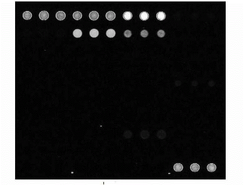 Chip for screening apscaviroid viroid and application of chip