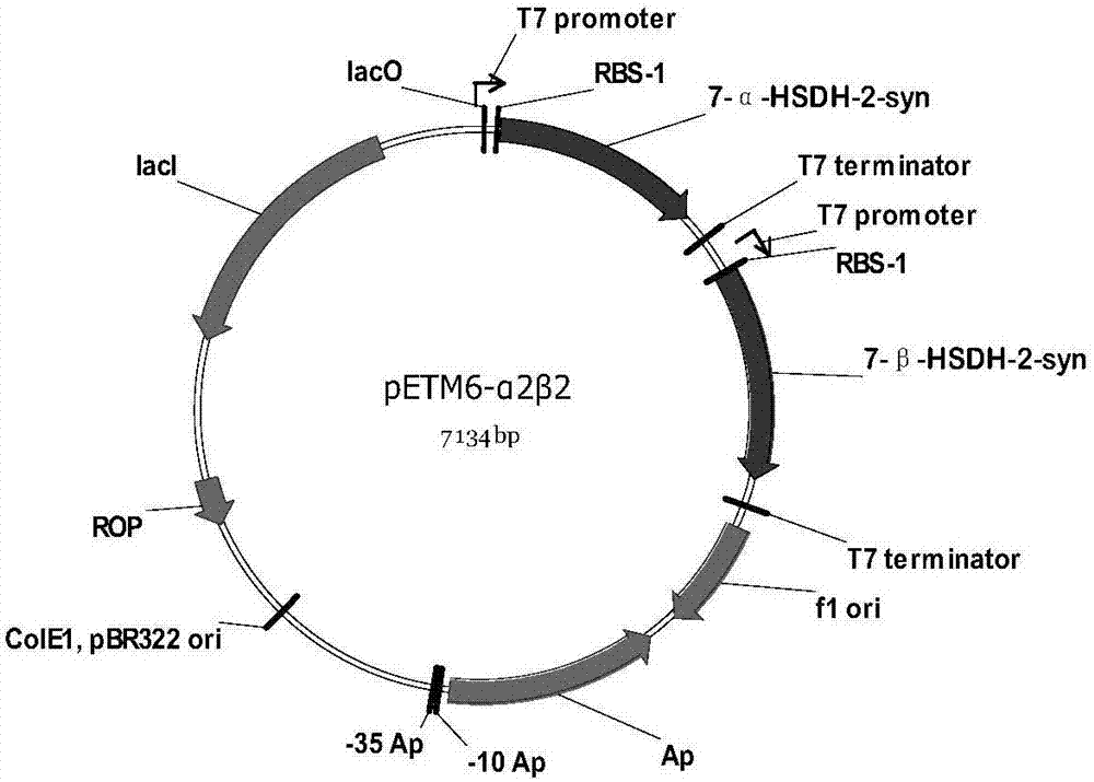 Preparation method of tauroursodeoxycholic acid