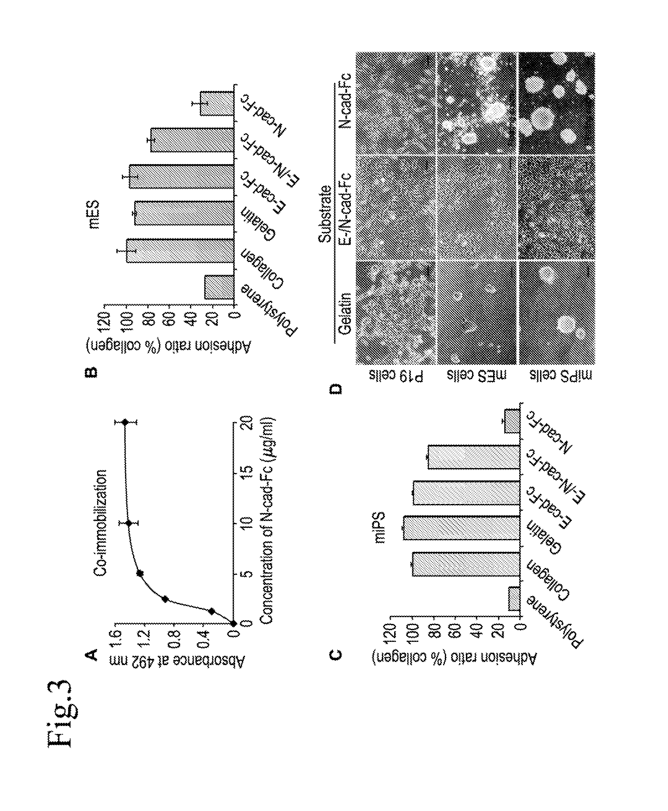 Cell culture substrate, and cell culturing method using the substrate and method for inducing differentiation of pluripotent stem cells using the substrate