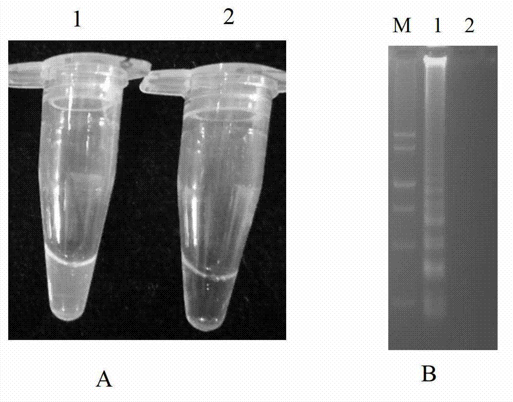 Rapid detection method of heterodera avenae wollenweber LAMP and application of detection method