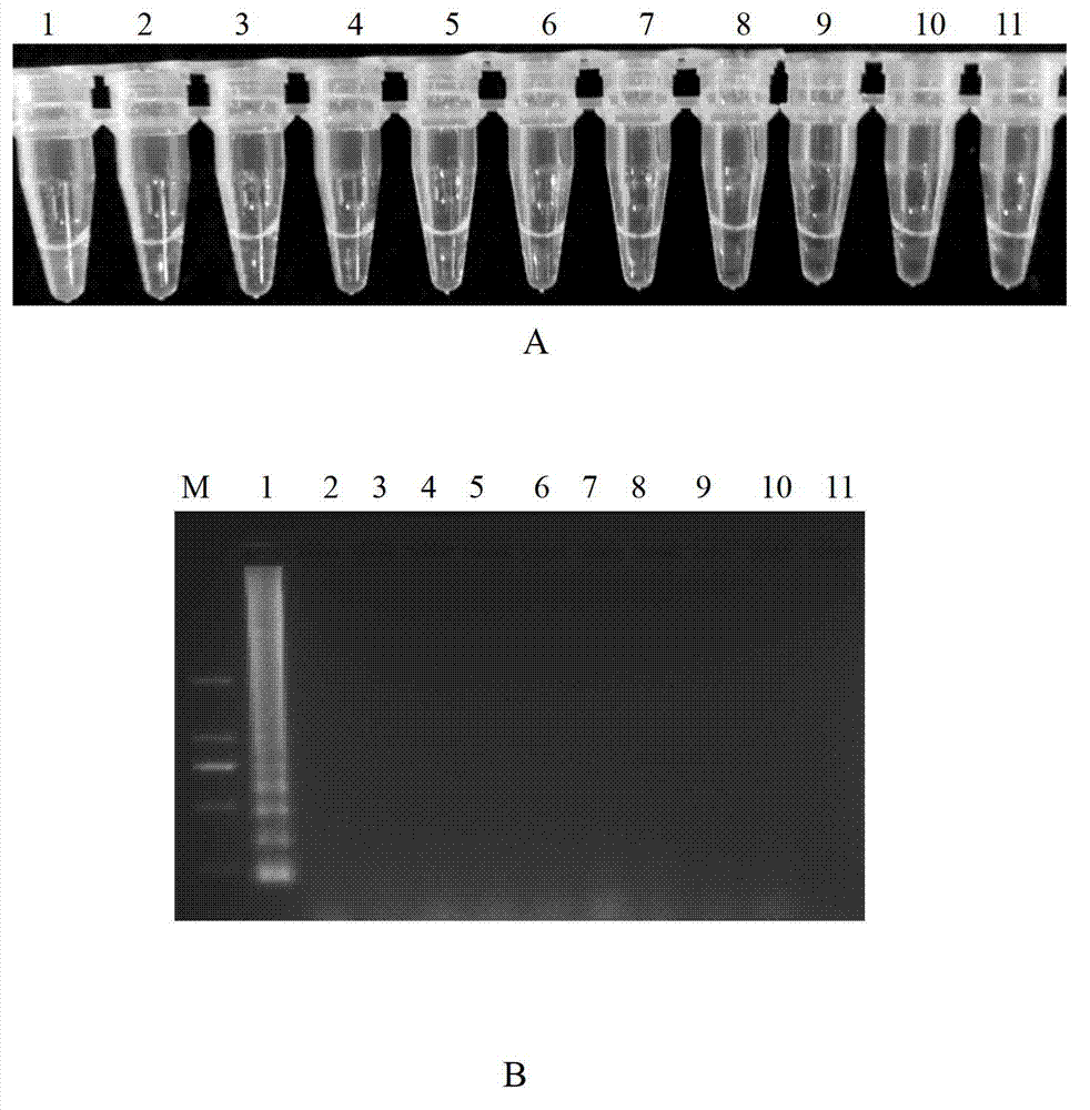 Rapid detection method of heterodera avenae wollenweber LAMP and application of detection method