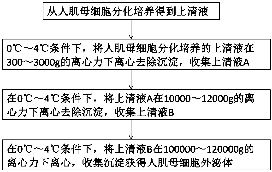 Human myoblast exosome preparation method, product and application thereof