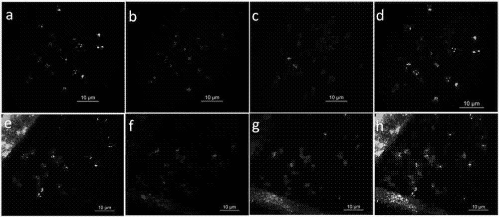 Method for corresponding peanut genome chromosome sequence map to actual karyotype chromosome number