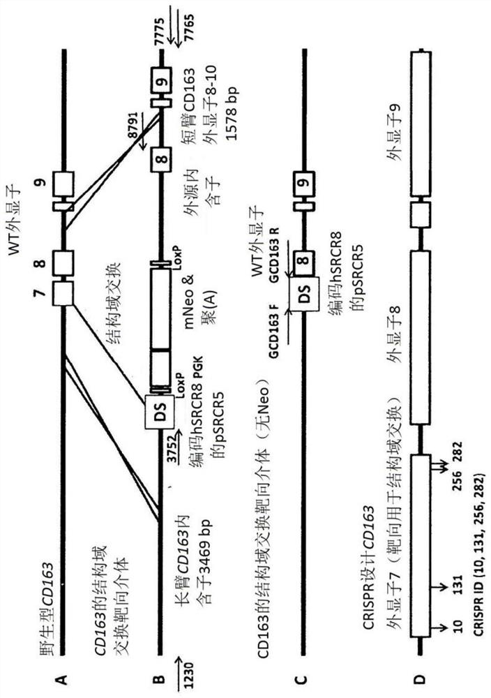 Pathogen-resistant animals having modified aminopeptidase n (ANPEP) genes