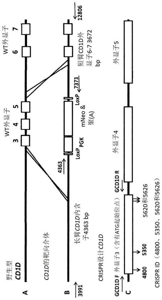 Pathogen-resistant animals having modified aminopeptidase n (ANPEP) genes