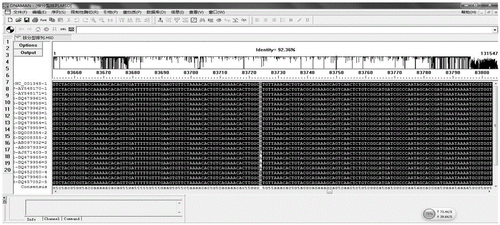 Kit for genotyping VZV, production method of kit and application of kit