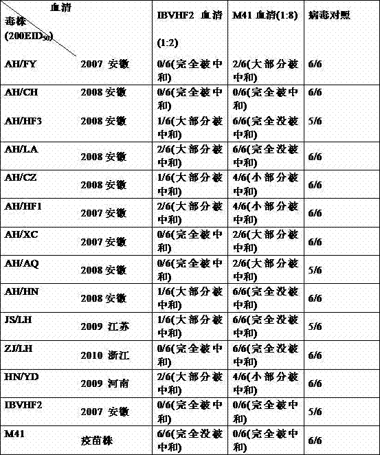 Avian infectious bronchitis virus vaccine strain (HF2 strain) and application thereof