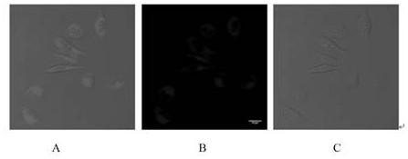 Preparation method and application of tetraphenyl ethylene derivative containing imidazole ring structure