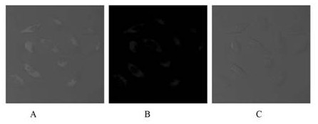 Preparation method and application of tetraphenyl ethylene derivative containing imidazole ring structure