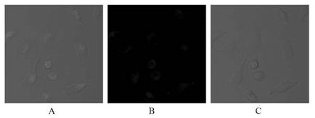 Preparation method and application of tetraphenyl ethylene derivative containing imidazole ring structure